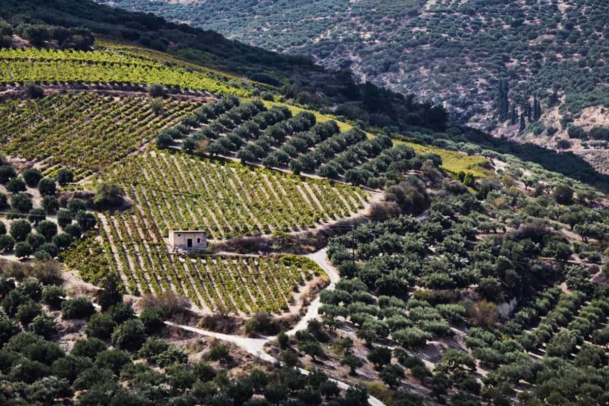 Chania wine tour: neat rows of green vines climb a terraced hillside between lines of olive trees, with a small stone hut, a winding dirt track and a dry rocky slope above under strong sunlight.