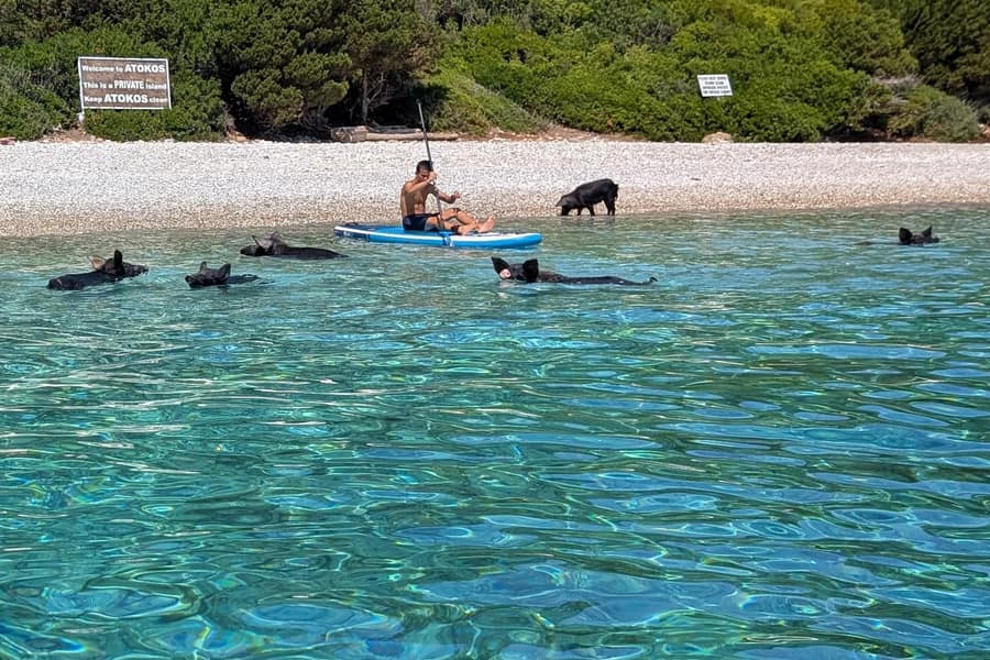 Lefkada swimming pigs cruise: five black pigs swim in clear turquoise water off a pebble beach on Atokos, with a man on a stand-up paddleboard, one more pig at the shore and a welcome sign among the bushes.