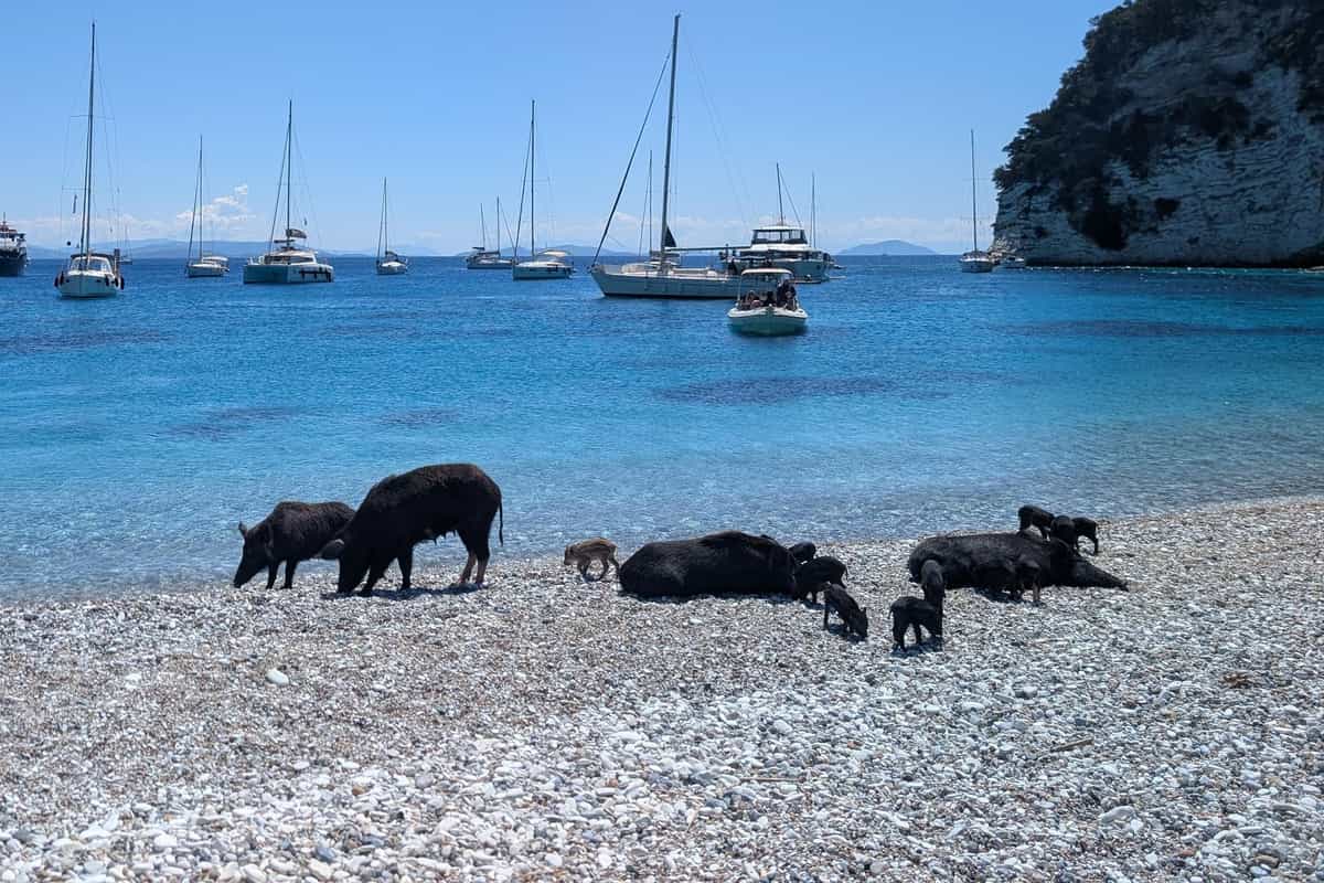 Lefkada swimming pigs cruise: black pigs and small piglets on the white pebble beach of Atokos at the water edge, with sailing yachts anchored in a bright blue bay and a white rock cliff on the right.