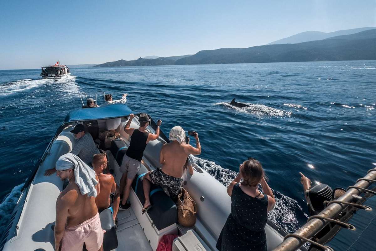 Rhodes dolphin watching: passengers on a boat photograph a wild dolphin surfacing at sea